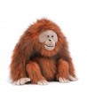 Oswald l’orang outan