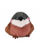 Cui cui paradis - moineau